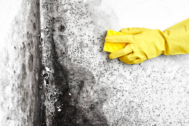 Best Same-Day Mold Removal  in Golden, CO
