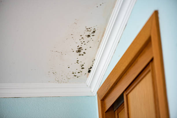 Best Black Mold Removal  in Golden, CO