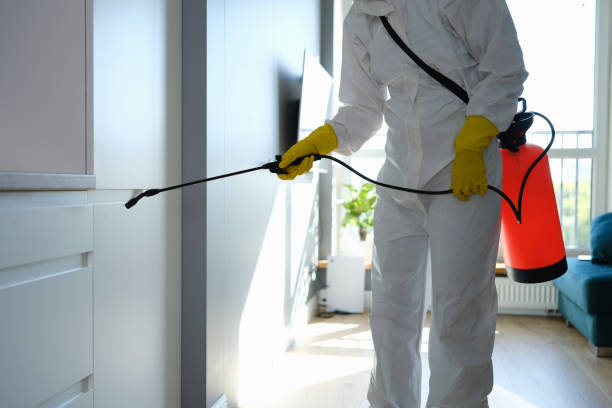 Best Local Mold Removal Service  in Golden, CO