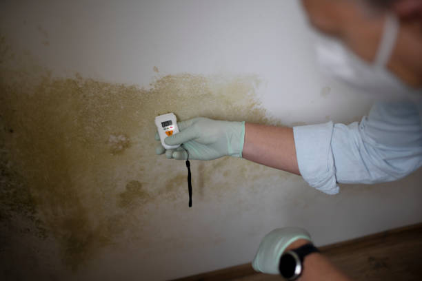 Best Mold Cleaning Services  in Golden, CO