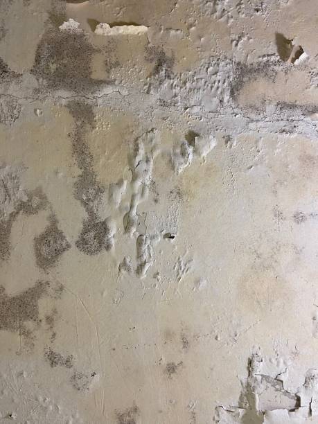 Best Mold Testing  in Golden, CO