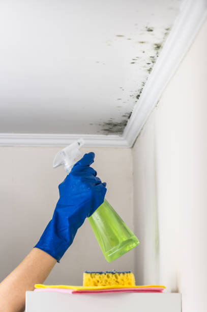 Best Residential Mold Removal  in Golden, CO